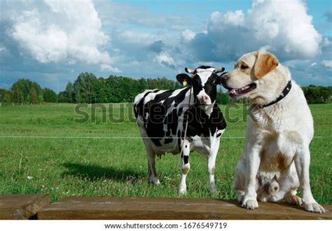 35,411 Cow And Dog Images, Stock Photos & Vectors | Shutterstock