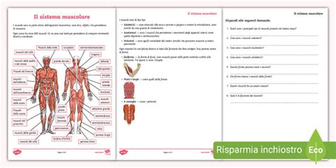 Il Sistema Muscolare Per Scuola Primaria Profesor Hizo