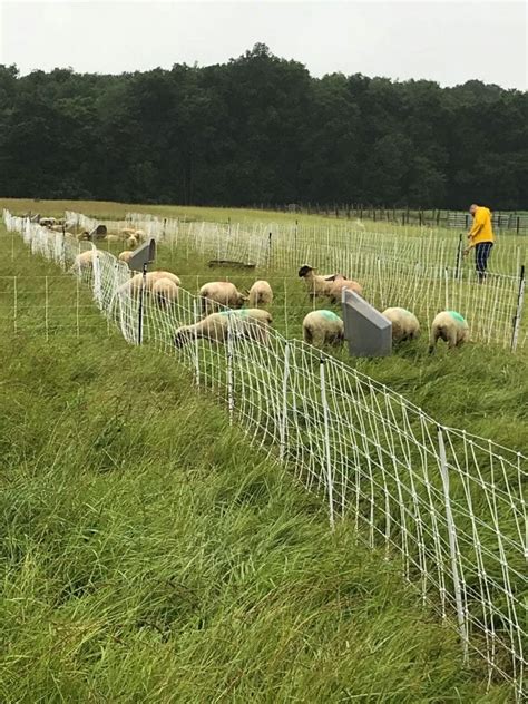 Wet Pastures Do This OSU Sheep Team