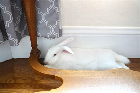 how to take care of a house rabbit