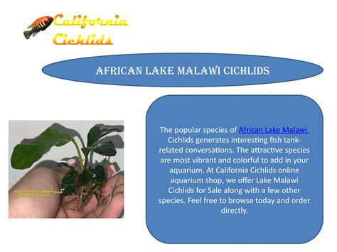 African Lake Malawi Cichlids by californiacichlids - Issuu