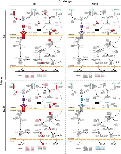 Regulation Of The Toll And Imd Pathway In Relation To Priming And Download Scientific Diagram