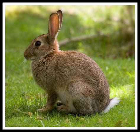 Wild Rabbit Sitting Proud By Steveyt On Deviantart