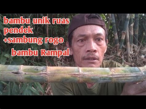 Keunikan Bambu Yang Tak Terduga Youtube