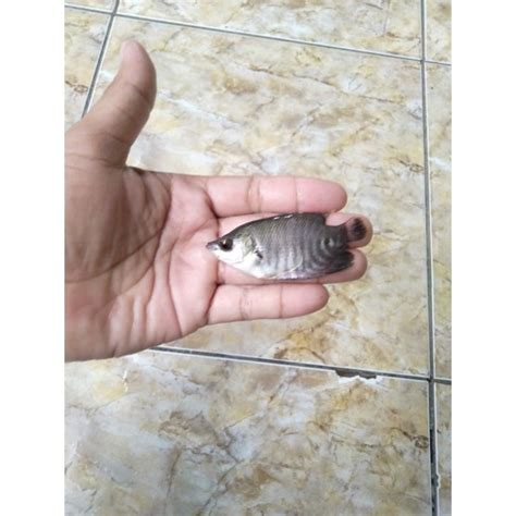 Jual Bibit Ikan Gurame Soang Paketan Isi Ekor Shopee Indonesia