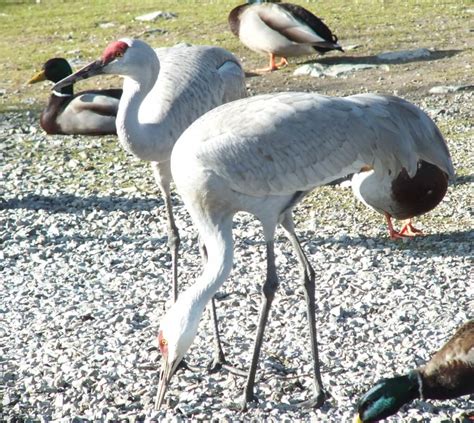 A Sandhill Crane At Grass Lake In Ontario