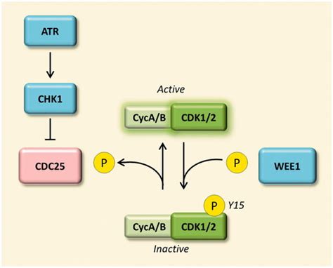 Full Article Expanding Roles Of Cell Cycle Checkpoint Inhibitors In