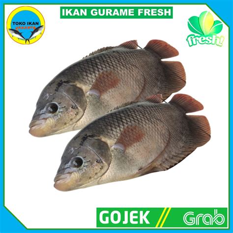 Jual Ikan Gurame Segar Fresh Ikan Segar Jakarta Indonesia Shopee Indonesia