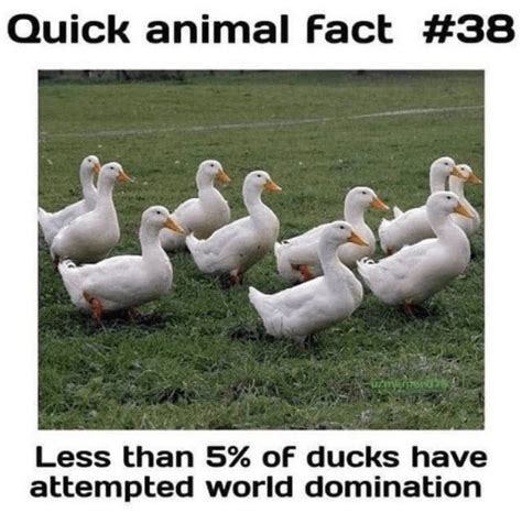 Duck Memes Artofit