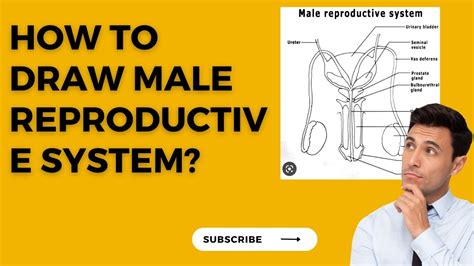 How To Draw Male Reproductive System Step By Step Viral Education