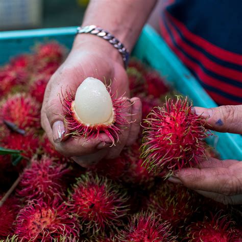 Top 97 Pictures Images Of Rambutan Fruit Superb