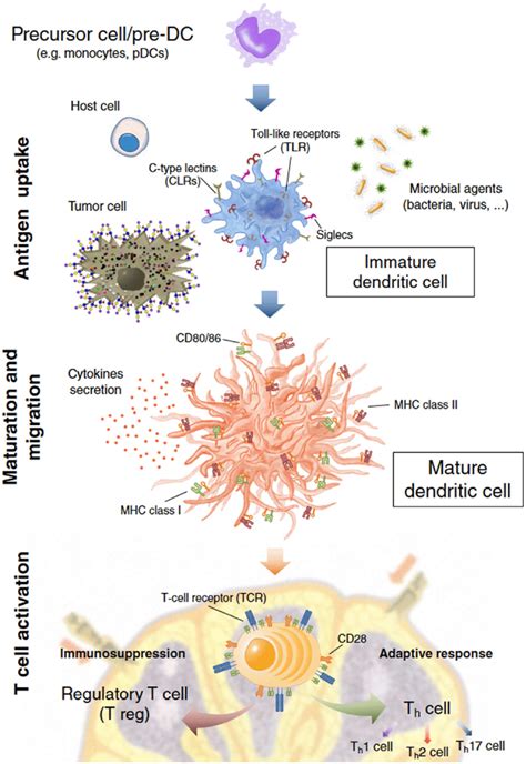 Dendritic Cell Dc Immune Functions Dcs Act On Three Main Events