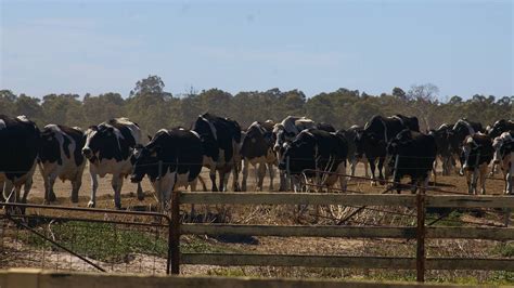 High Input Cost Creating Difficult Challenges For Australian Dairy Industry Edairynews En