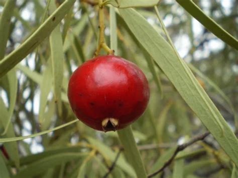 Food Gardening An Overview Green Adelaide