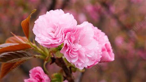 Fondo Rosa Primavera Flores Y Árboles Flor De Cerezo Hermosa Para Power Point Y Diapositivas