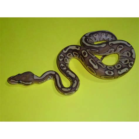 Lesser Orange Ghost Ball Python - hatchling male - Strictly Reptiles Inc.