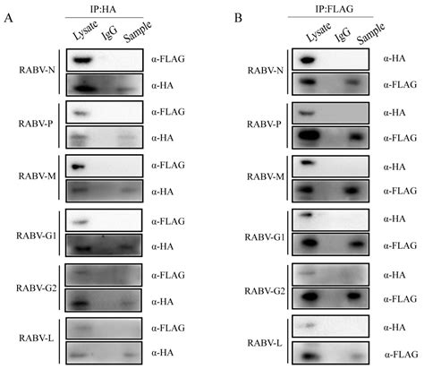 TRIM25 Suppresses Rabies Virus Fixed HEP-Flury Strain Production by ... 