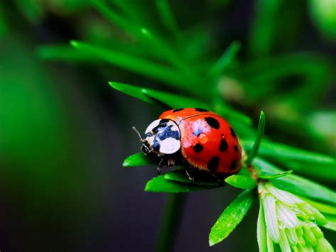 Beauty Of The World Rainforest Insects