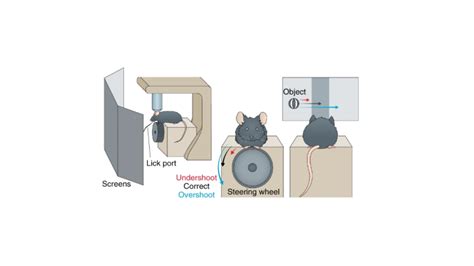 Neuropixels — Neural Computation Lab