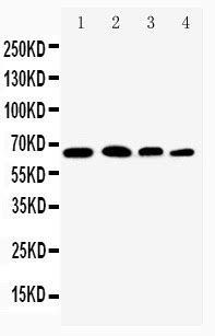 Anti Rela Nfkb P Antibody Rabbit Anti Human Polyclonal Lsbio