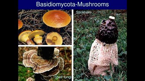 Basidiomycota An Overview Sciencedirect Topics 42 Off