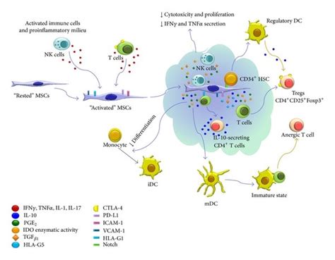 Immunoregulatory Effect Of MSCs On T Lymphocytes MSCs Can Induce The