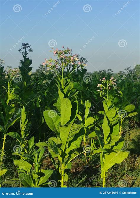 Tobacco Plants Whose Leaves Are Still Green With Flowers Stock Image