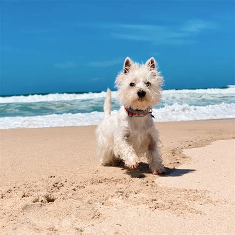 Westie Lifespan and Caring for an Aging Westie [+Video]