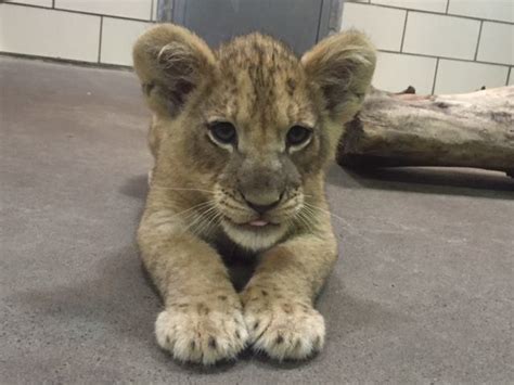 Trio of adorable lion cubs now on display at Buffalo Zoo