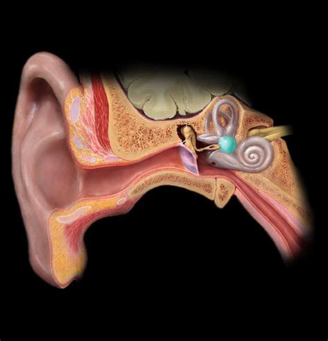 Ear Flashcards Quizlet