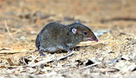 How Shrews Fit In The Ecosystem Of Your Garden - Hobby Farms