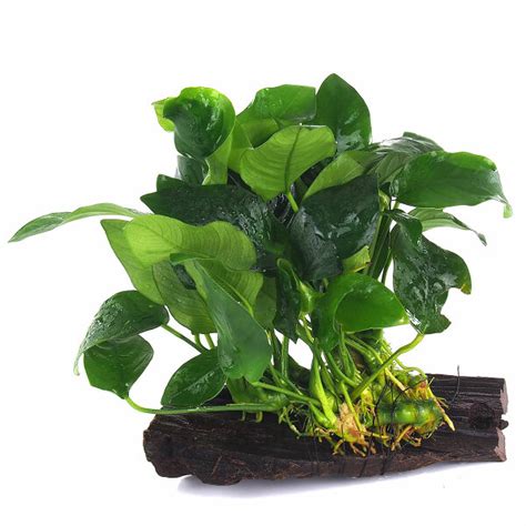 Anubias Barteri Var Nana Zwergspeerblatt