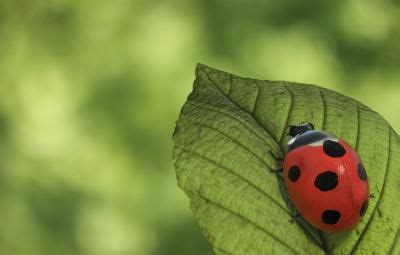 Differences Between Asian Beetles Ladybugs Asian Beetle Lady Beetle