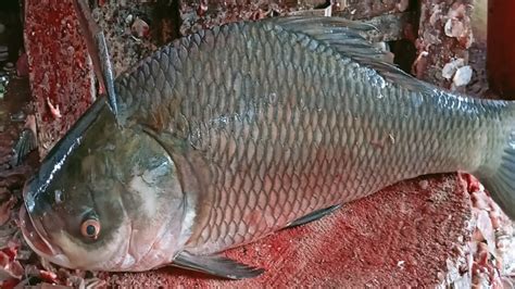 Incredible Giant Katla Carp Fish Cutting In Bangladesh Fish Cutting