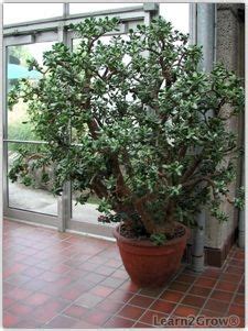 Jade Plant