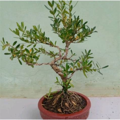 Jual Pohon Bonsai Mame Boxus Tanaman Hias Pohon Bonsai Boxus Shopee