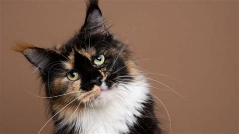 Head Tilt in Cats | PetMD