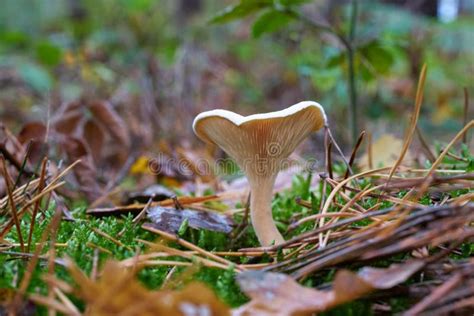 Saffron Milk Cap Lactarius Deliciosus Mushroom Aka Red Pine Mushrooms