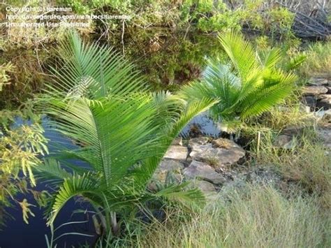 Plantfiles Pictures Ravenea Species Majestic Palm Majesty Palm