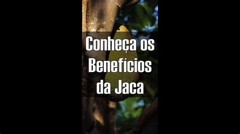 Jaca Conheça seus Benefícios para a saúde YouTube