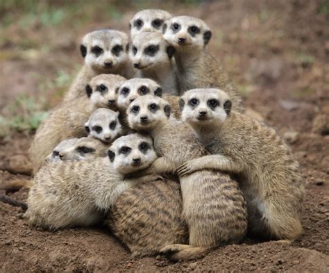 Cute!: Meerkat family photo!