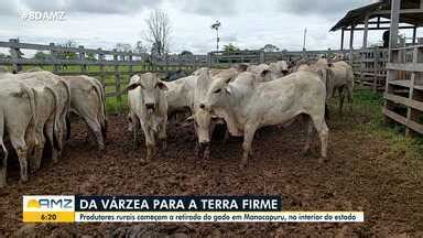 Bom Dia Amazônia Pecuaristas da região de várzea do AM começam a