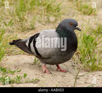 Pidgeon Stock Photo: 183200008 - Alamy