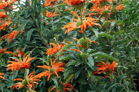 20 Leonotis Facts And Care Tips - Green Packs