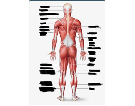 Label the Muscle Quiz