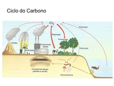 Ciclo Do Carbono Legado Consultoria Júnior