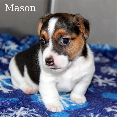 Shortie Jack Russell Puppies Of Awesome Qualities And Personalities