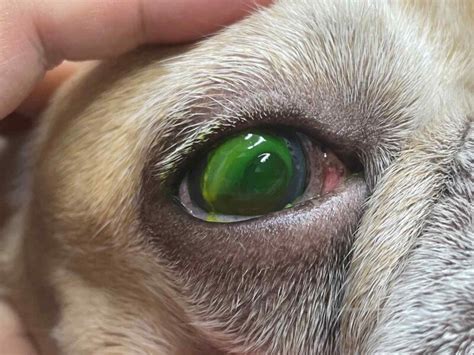 Chula Researchers Advance Canine Corneal Wound Treatment Thailand News
