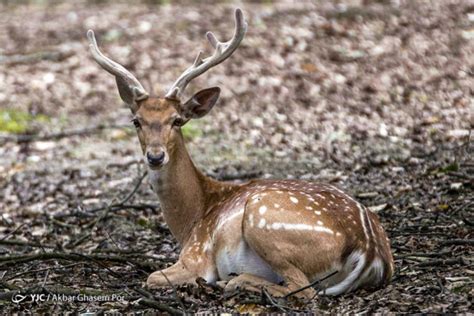 Iran's Wildlife in Photos: Persian Fallow Deer | Iran Front Page