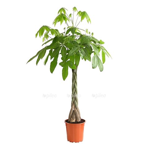 Пахира Акватика переплетённая купить в Москве с доставкой в интернет ...